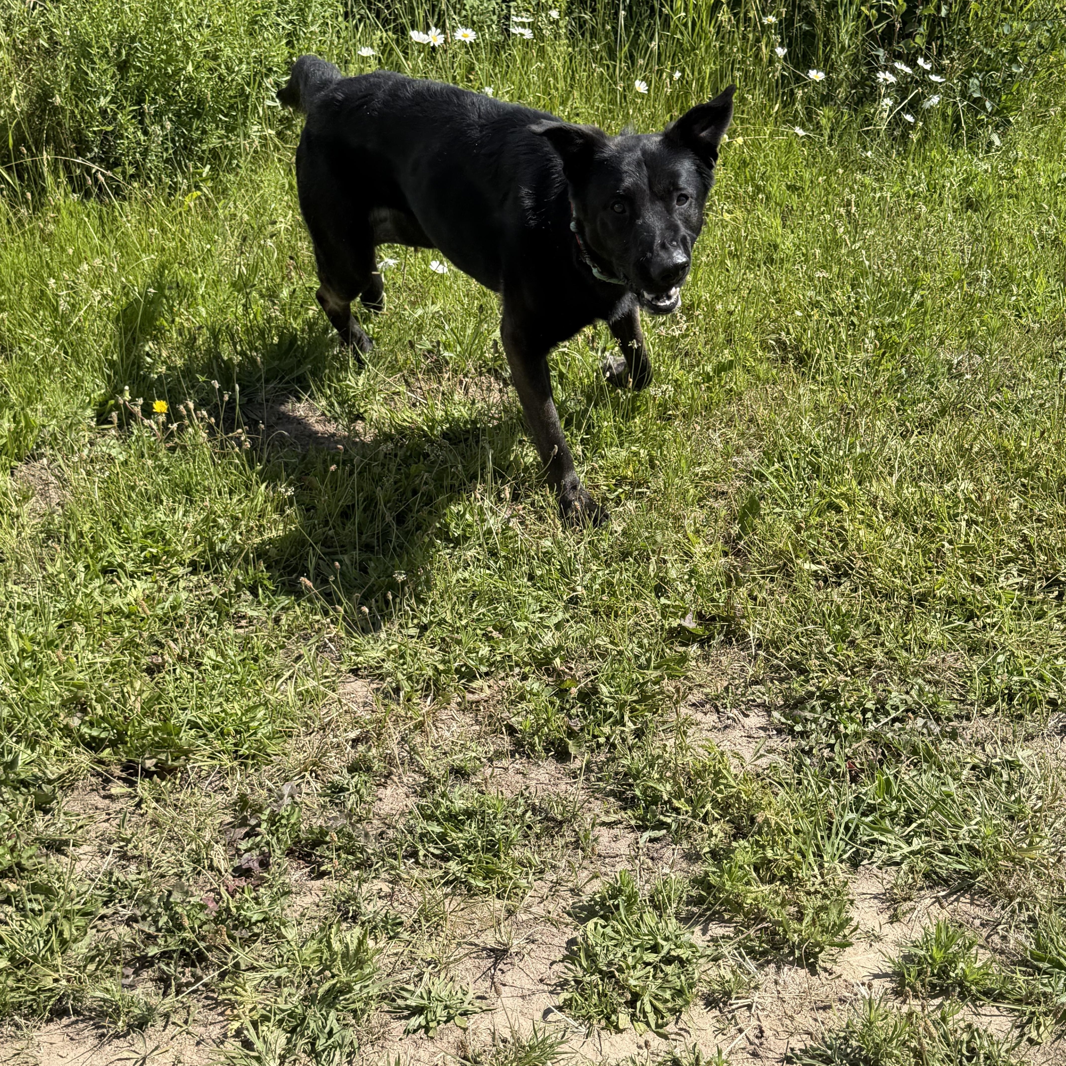 Enlarge JASPER DEAN, a Adoptable mixed breed in Plummer, ID image 5/6