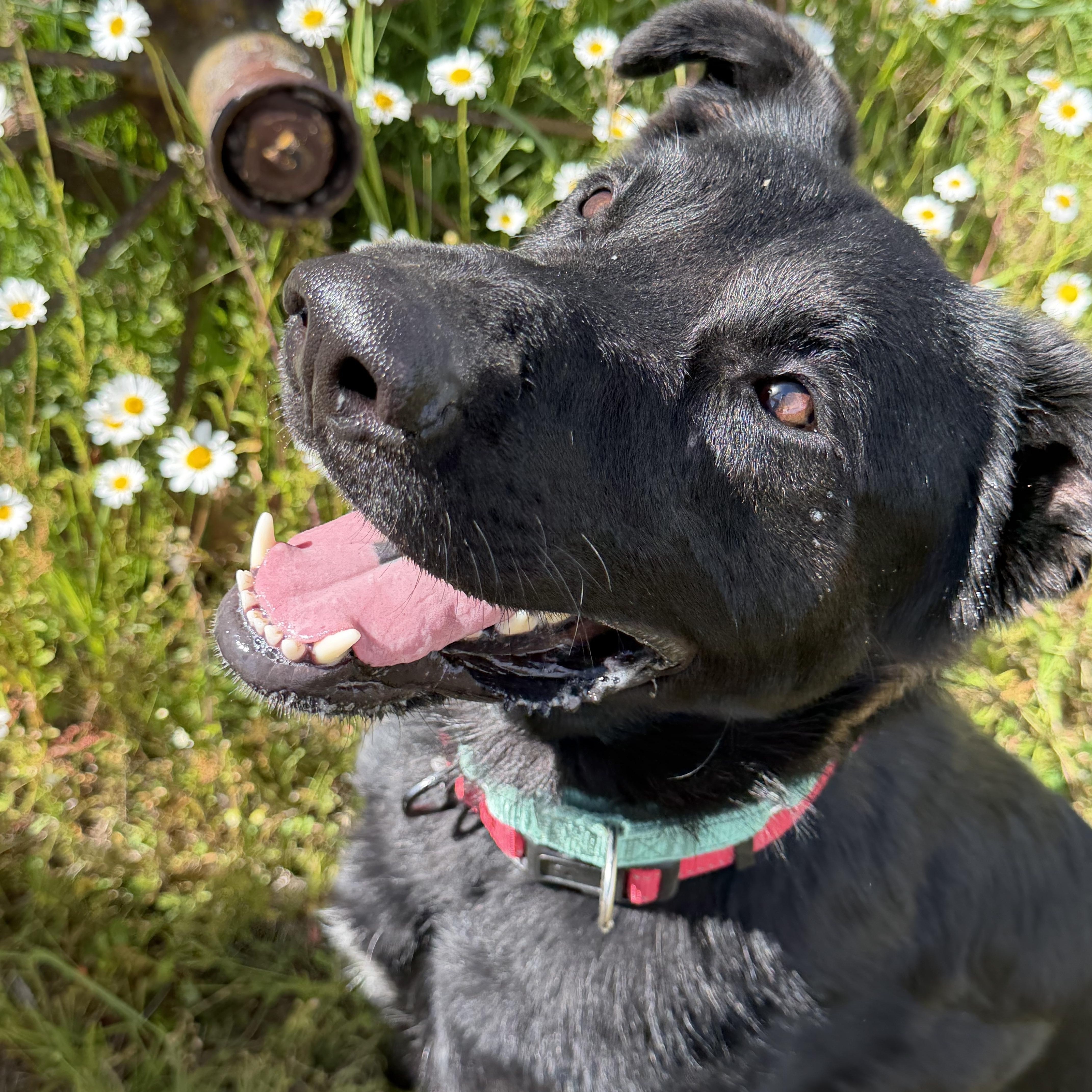 Enlarge JASPER DEAN, a Adoptable mixed breed in Plummer, ID image 2/6