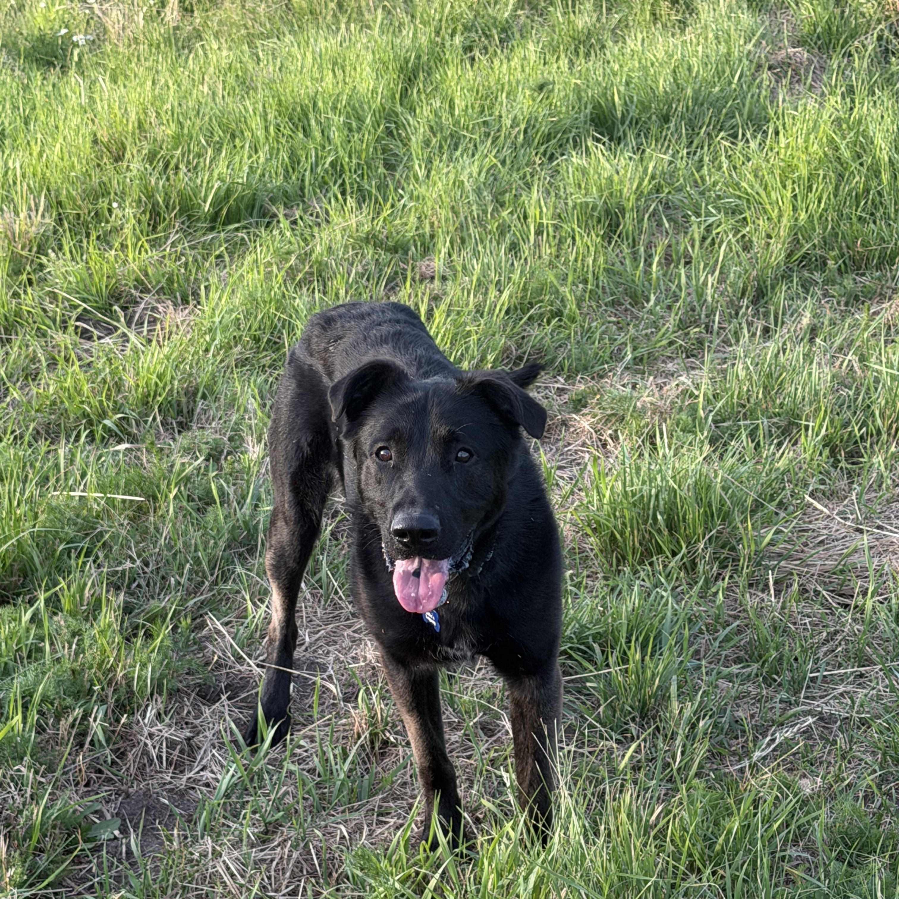 JASPER DEAN, Adoptable, Young Male German Shepherd Dog & Black Labrador Retriever.