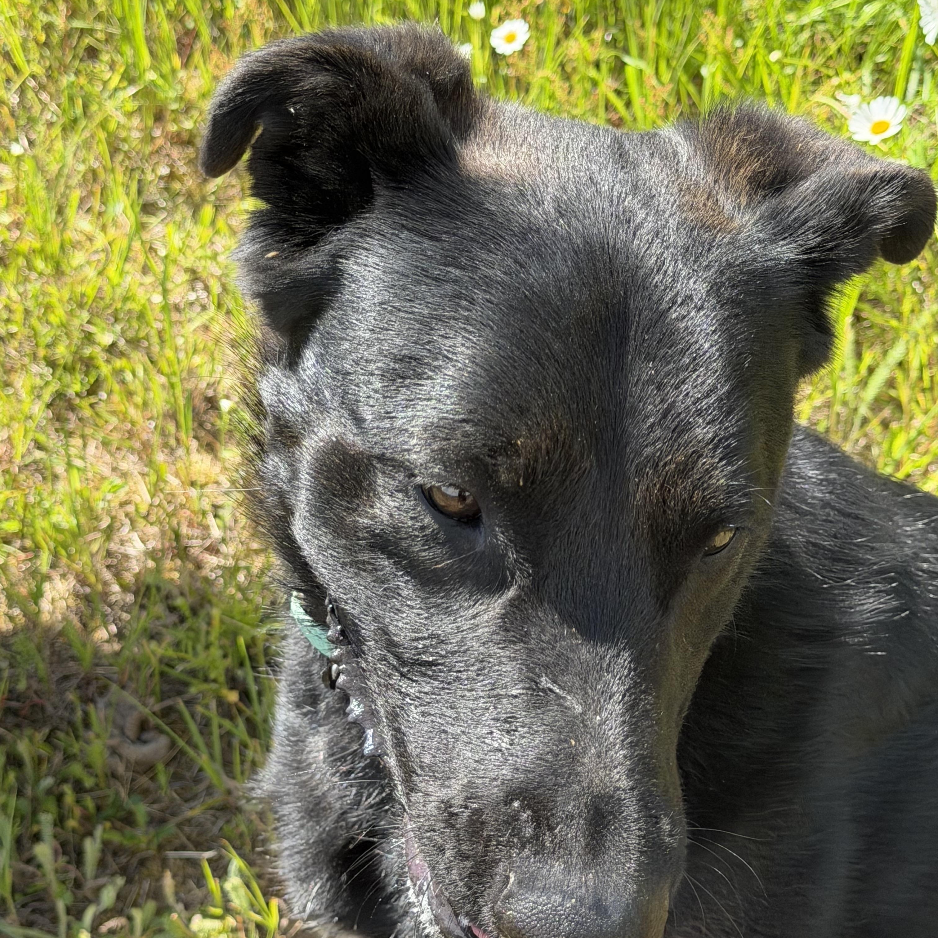 Enlarge JASPER DEAN, a Adoptable mixed breed in Plummer, ID image 6/6