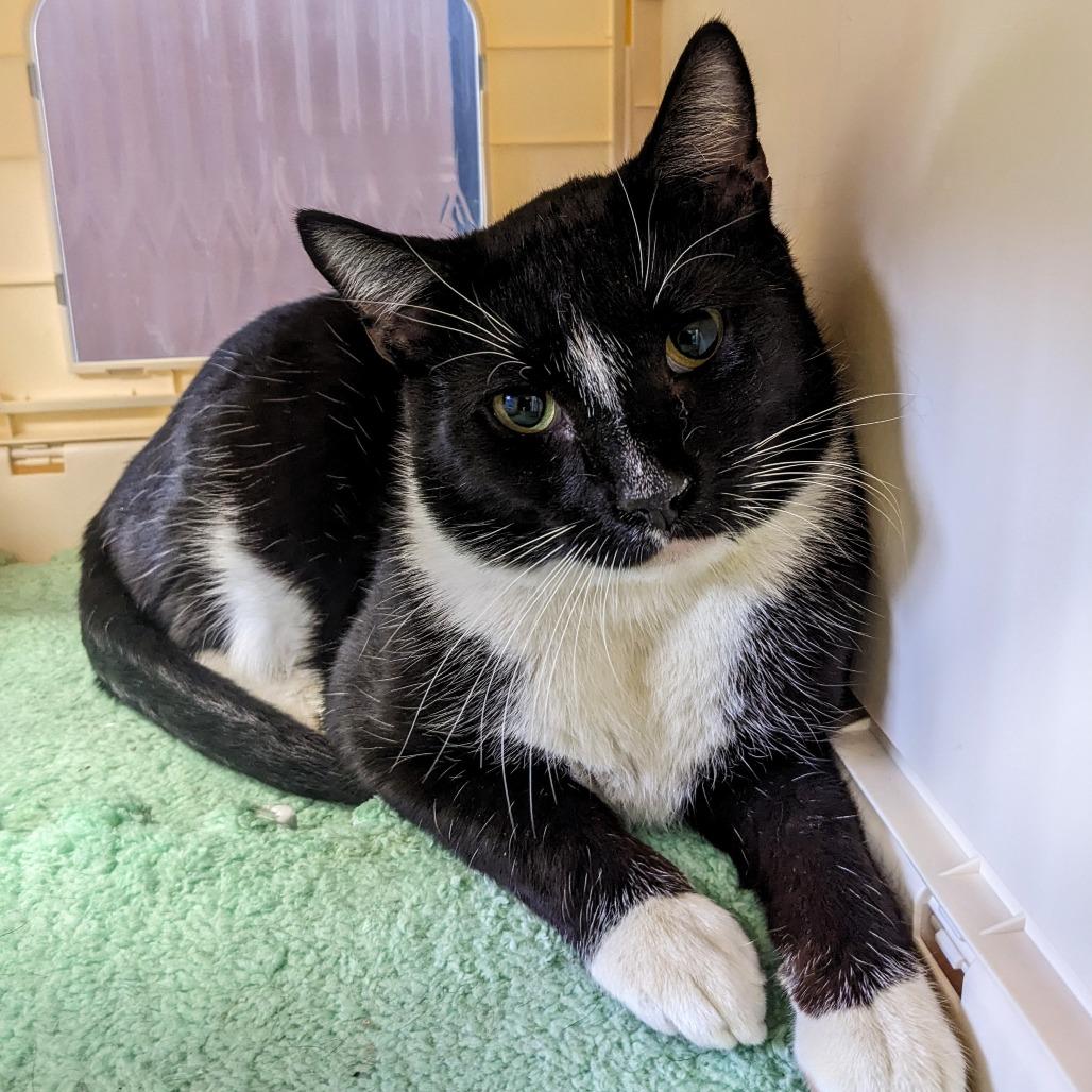 Ethan, Adoptable, Adult Male Domestic Short Hair.