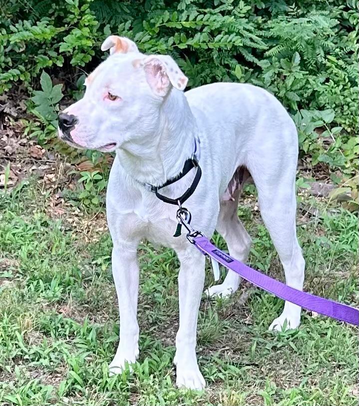 Enlarge Mia, a Adoptable mixed breed in Little Rock, AR image 9/13