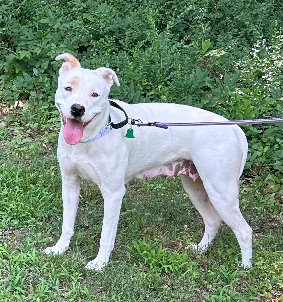 Enlarge Mia, a Adoptable mixed breed in Little Rock, AR image 10/13