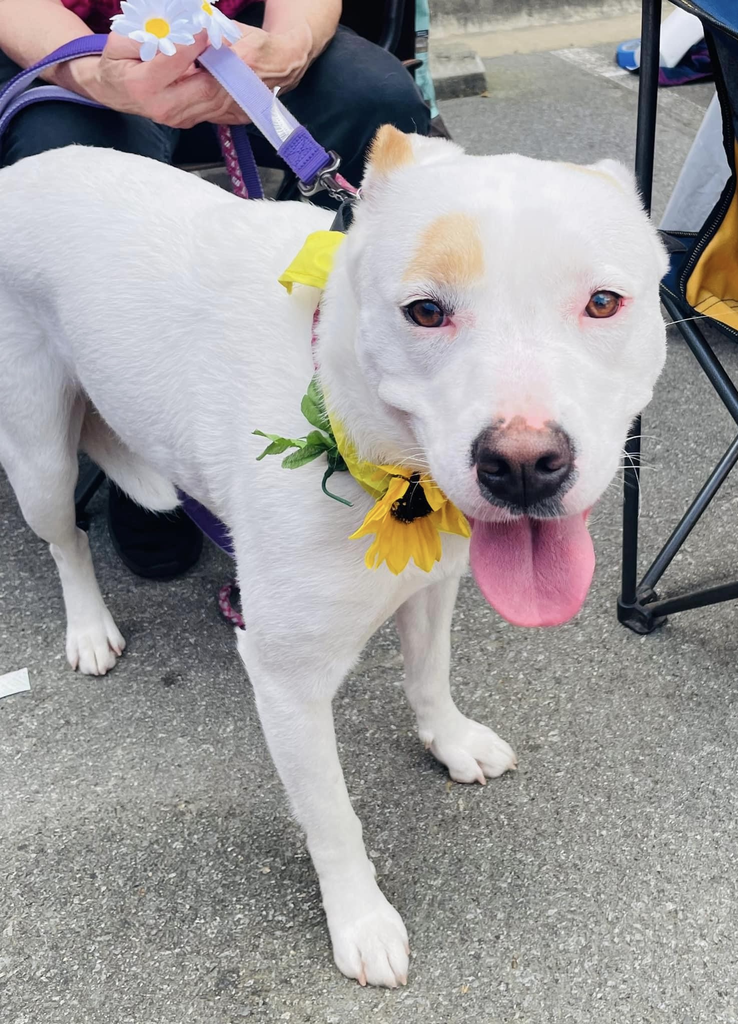 Mia, a Adoptable mixed breed in Little Rock, AR image 1/13