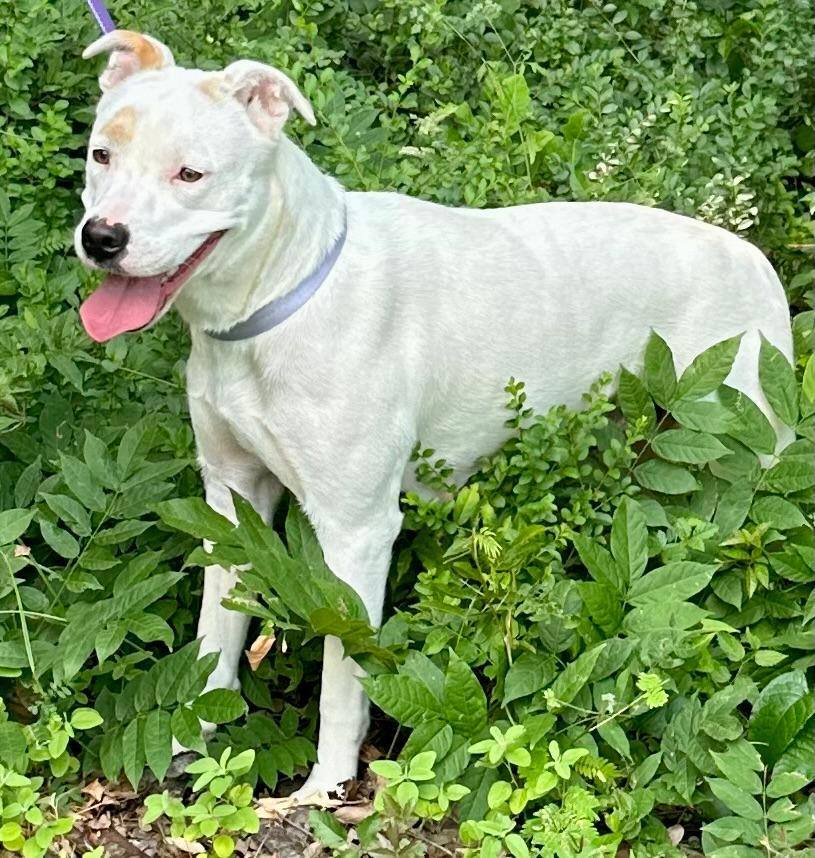 Enlarge Mia, a Adoptable mixed breed in Little Rock, AR image 11/13