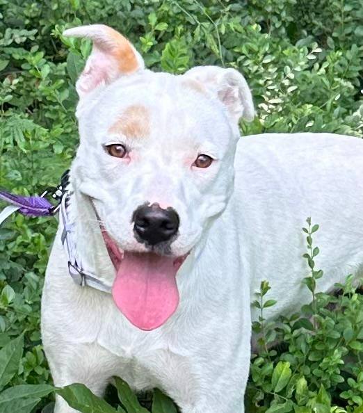 Enlarge Mia, a Adoptable mixed breed in Little Rock, AR image 12/13