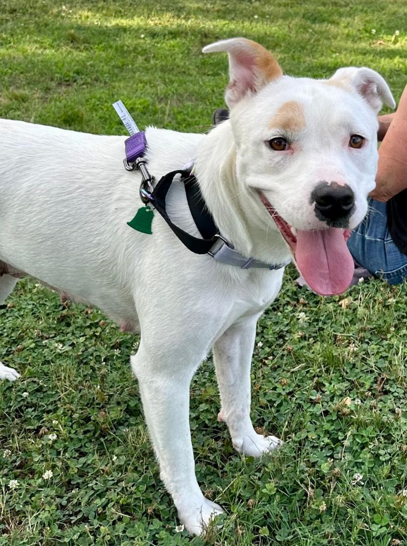 Enlarge Mia, a Adoptable mixed breed in Little Rock, AR image 13/13