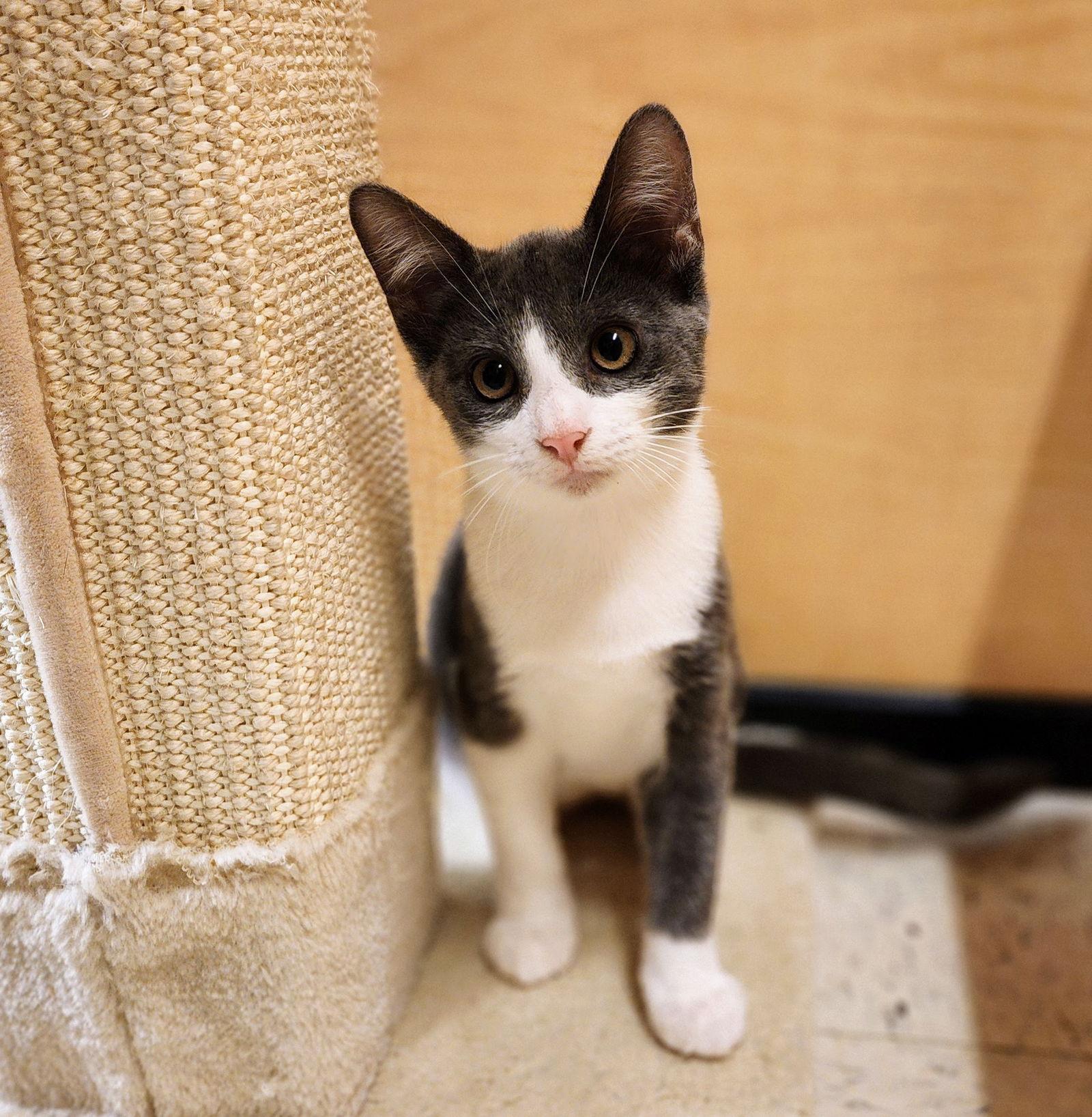 Enlarge Lucy, a Adoptable mixed breed in Garland, TX image 1/3