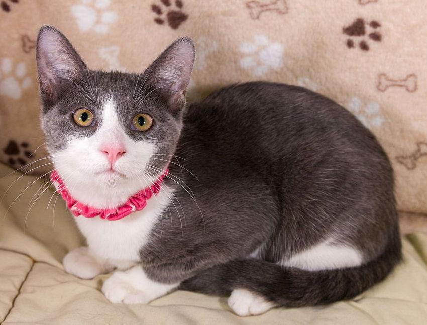 Enlarge Lucy, a Adoptable mixed breed in Garland, TX image 2/3