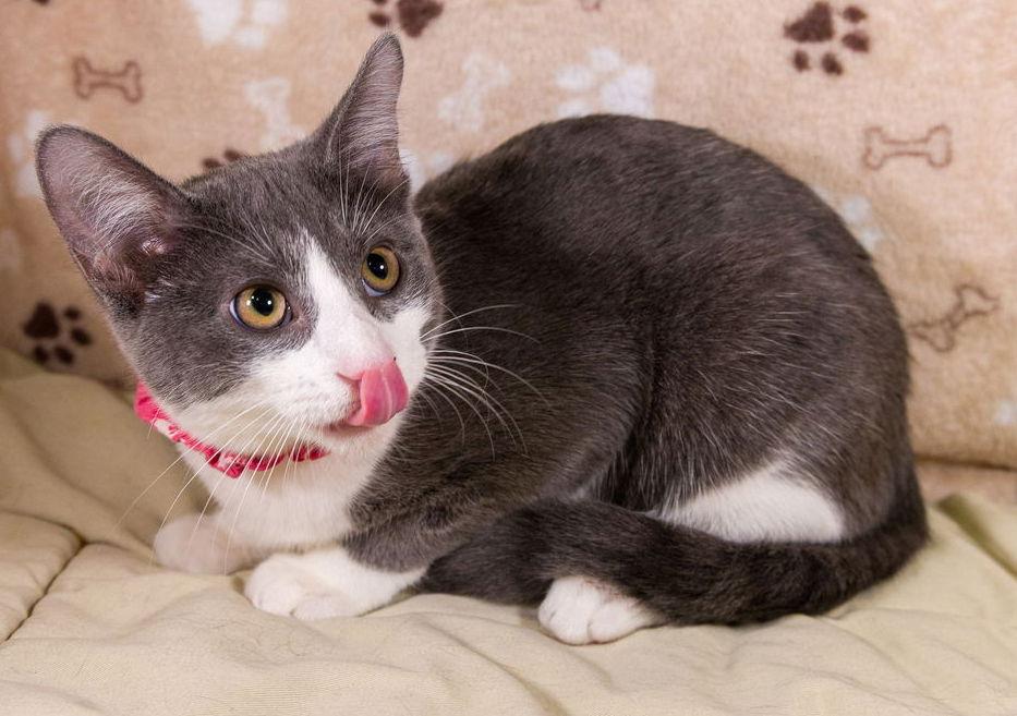 Enlarge Lucy, a Adoptable mixed breed in Garland, TX image 3/3