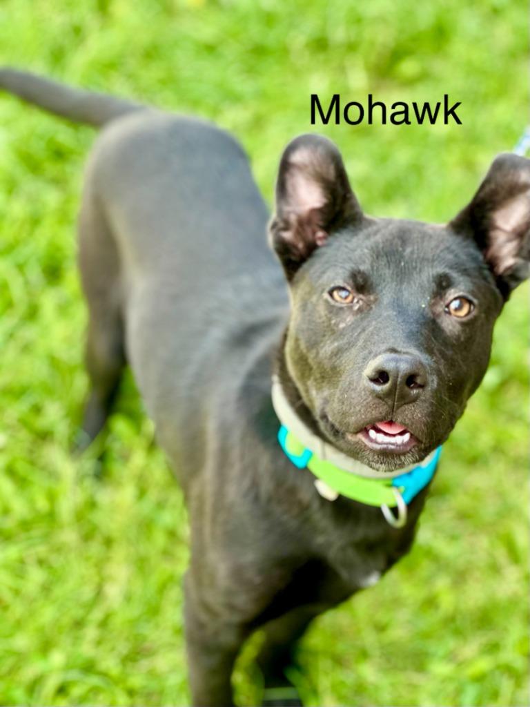 Mohawk, Adoptable, Puppy Male Labrador Retriever.