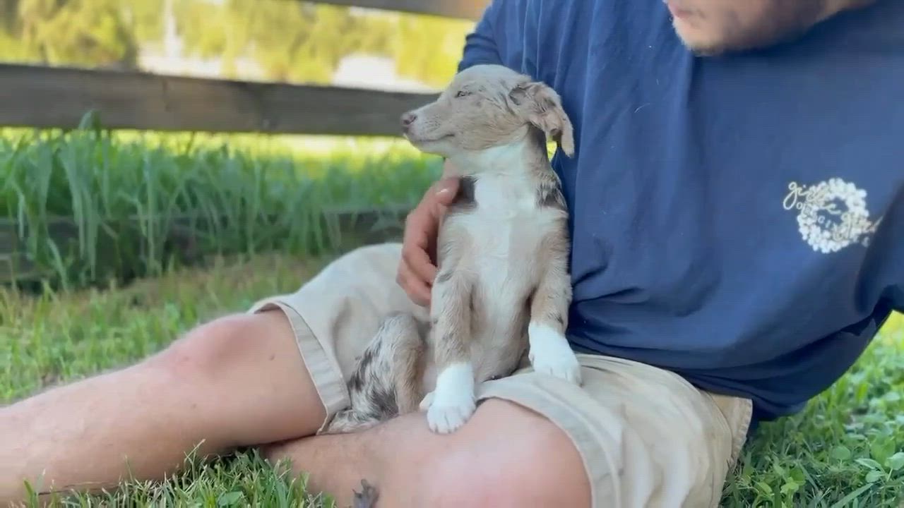 Enlarge Chai, a Adoptable mixed breed in Oakland, NJ video 5/5