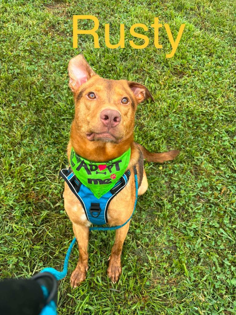 Rusty, Adoptable, Young Male Mixed Breed.