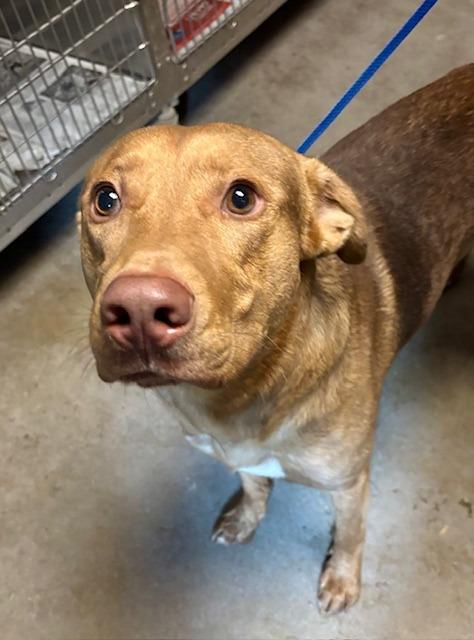 Rusty, Adoptable, Young Male Mixed Breed.