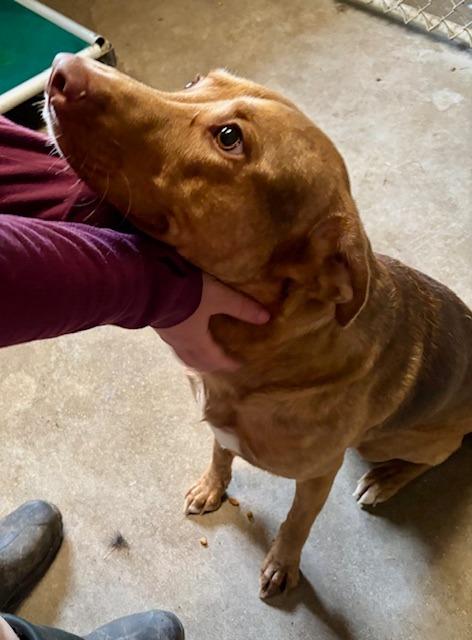 Rusty, a Adoptable mixed breed in Princeton, IN image 2/2