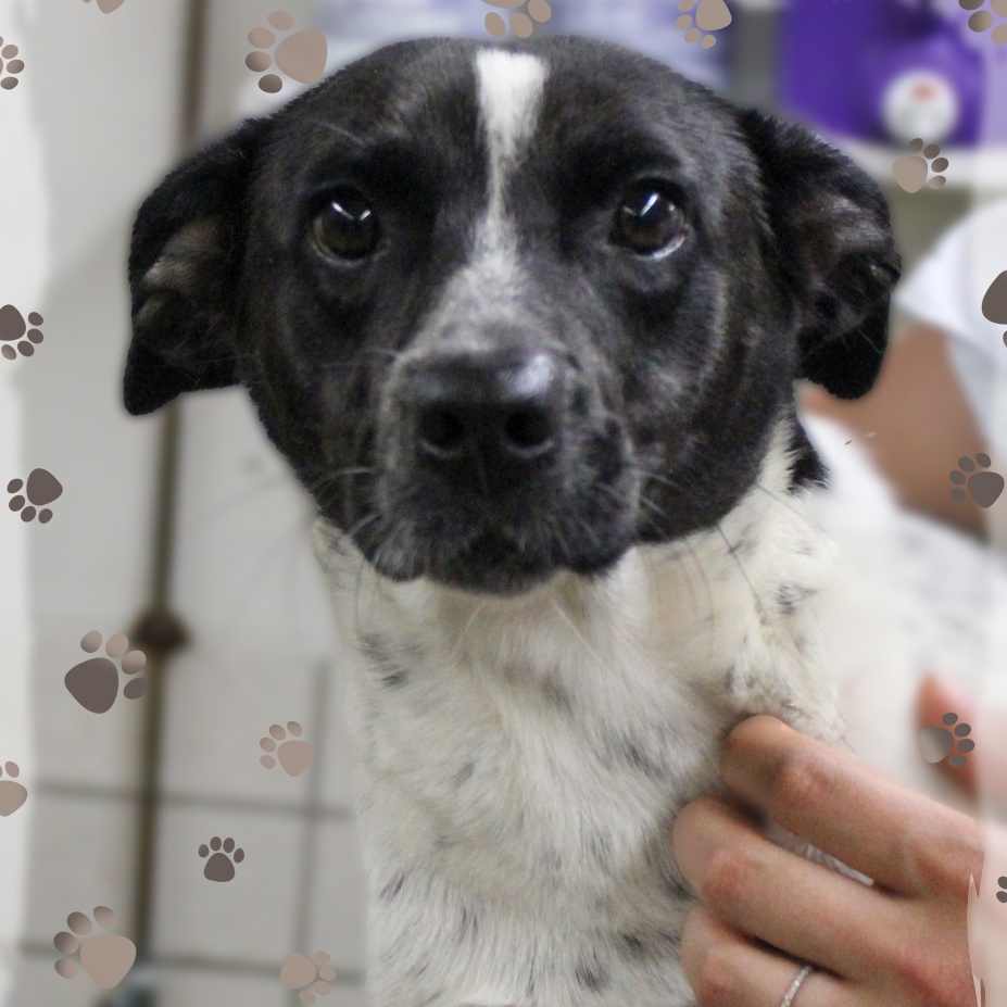 Enlarge Cleo, a Adoptable mixed breed in Amelia, OH image 1/1