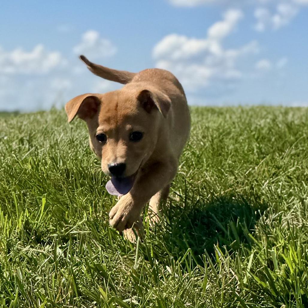 Enlarge Sequoia, a Adoptable Labrador Retriever in La Grange, KY image 2/4