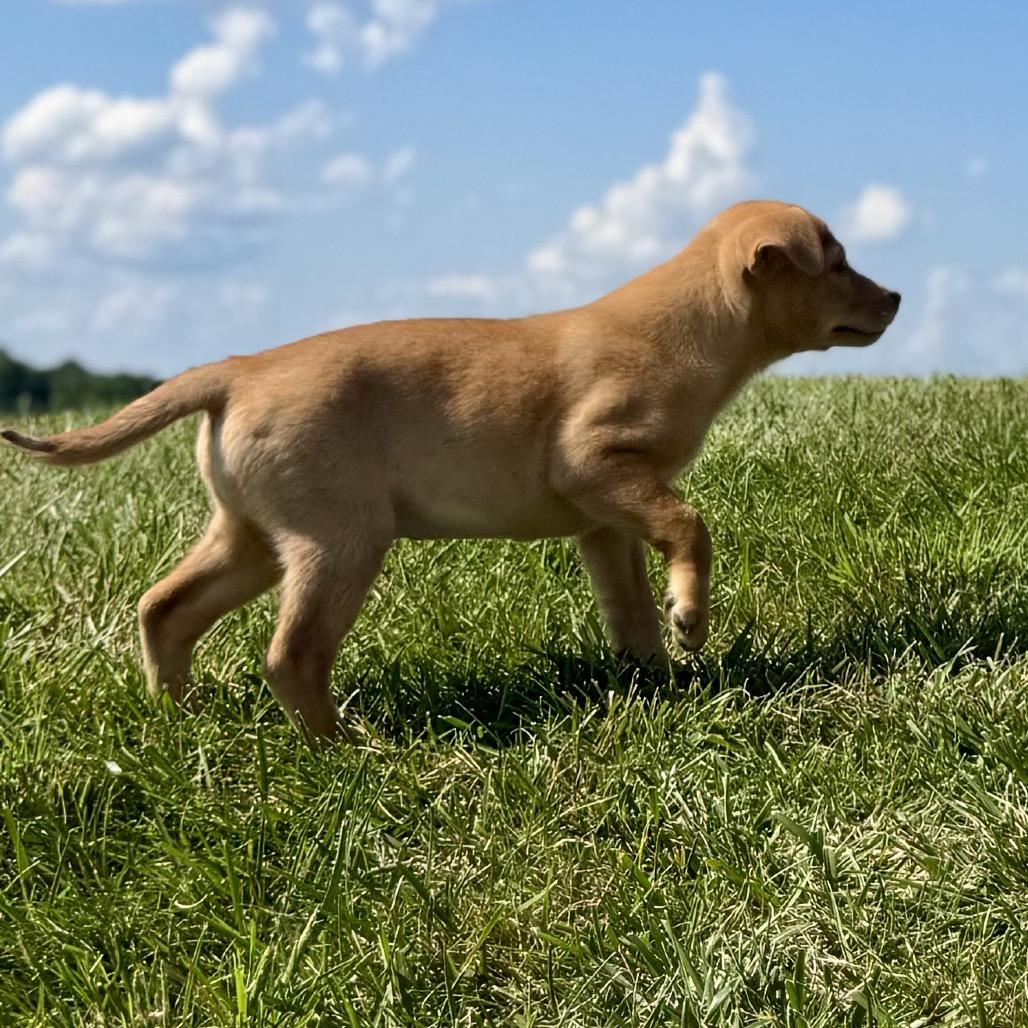 Enlarge Sequoia, a Adoptable Labrador Retriever in La Grange, KY image 3/4