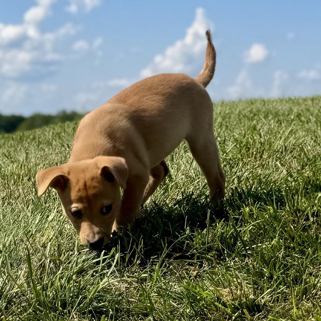 Enlarge Sequoia, a Adoptable Labrador Retriever in La Grange, KY image 4/4