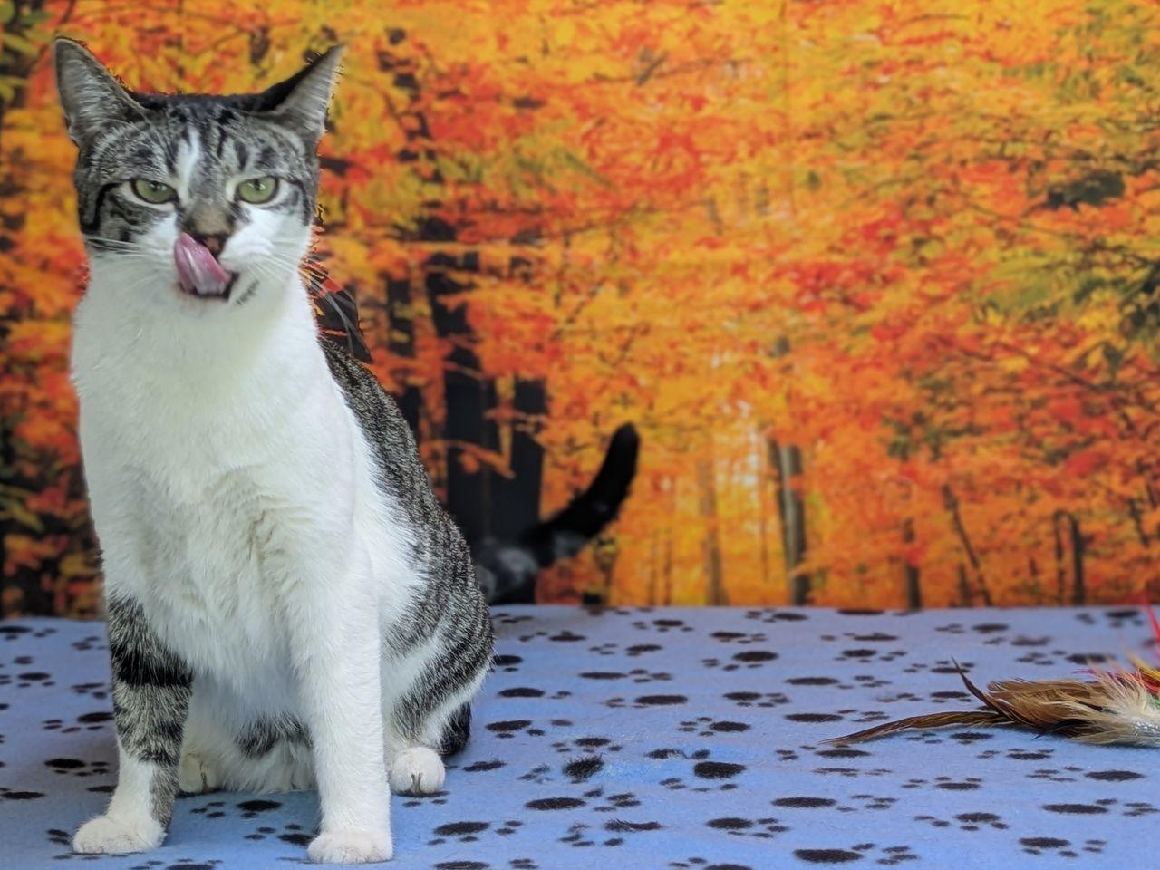 Enlarge Doritos, an adopted mixed breed in Republic, WA image 4/6