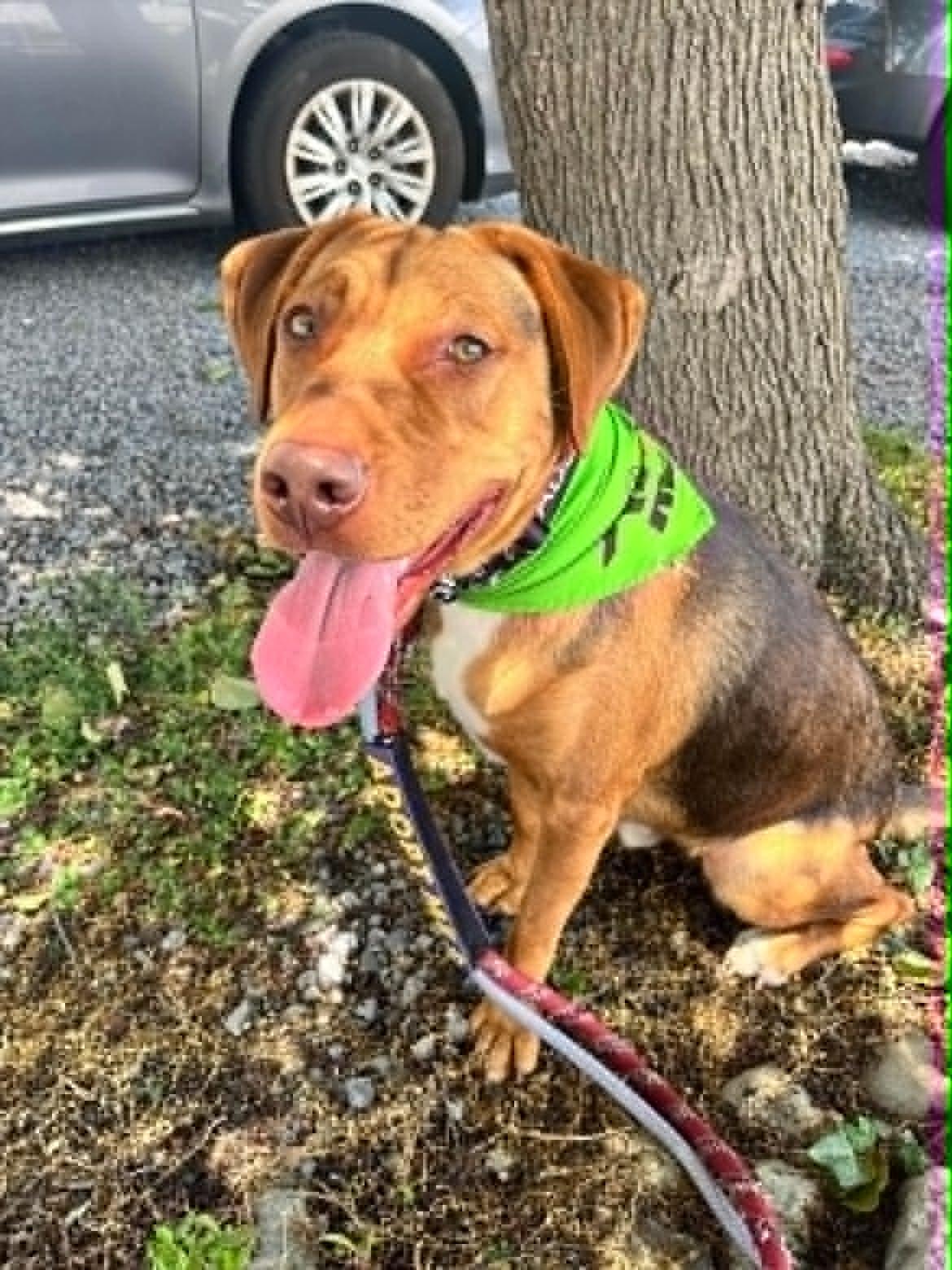 Rocky, ADOPTABLE, Young Male Hound & Retriever.