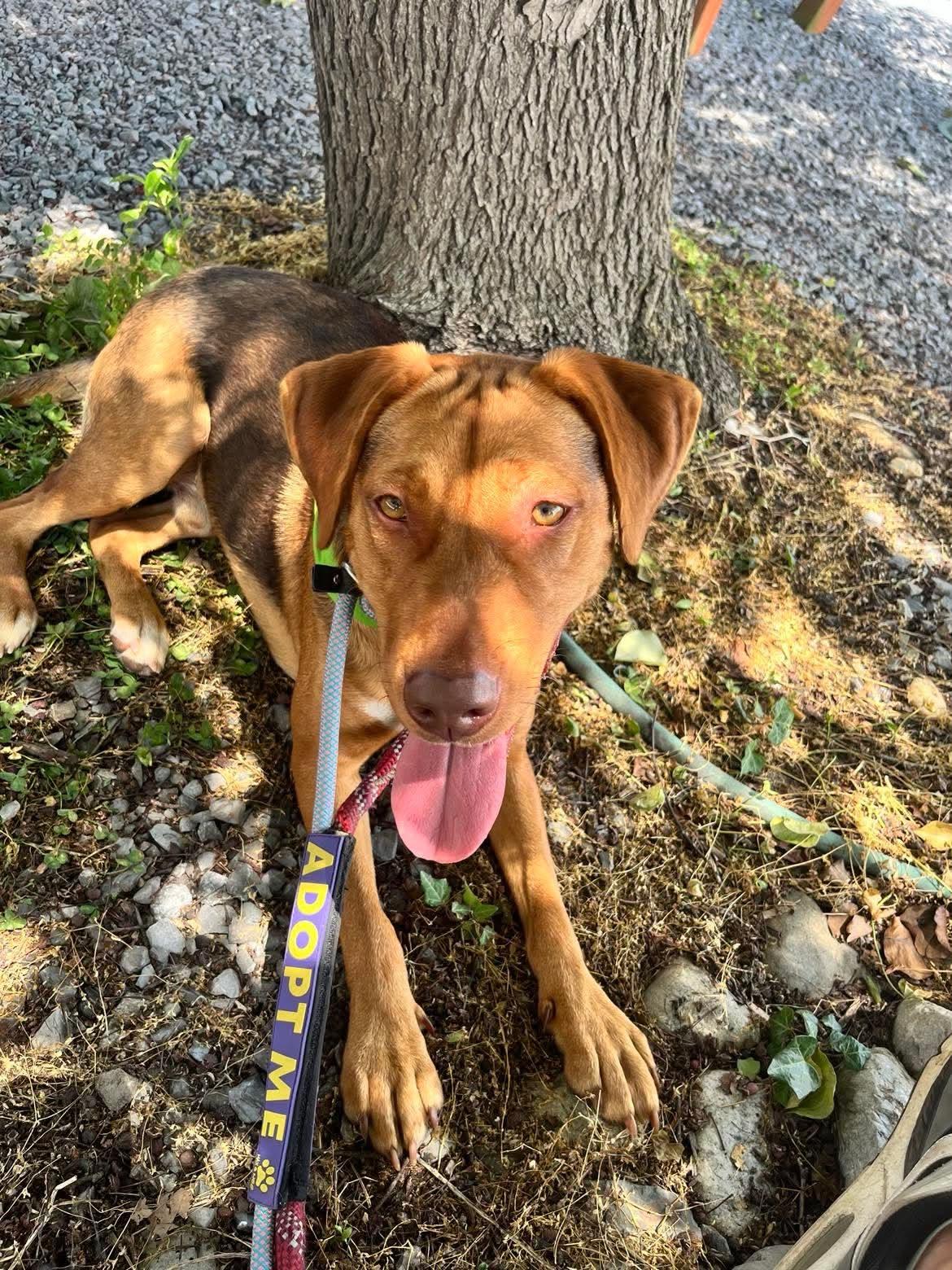 Rocky, a ADOPTABLE mixed breed in Sunderland, MD image 3/3