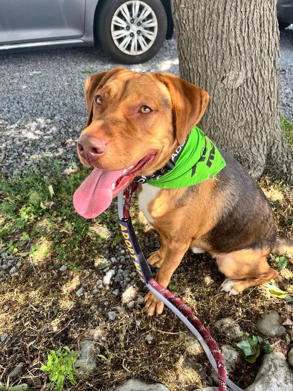 Rocky, a ADOPTABLE mixed breed in Sunderland, MD image 2/3