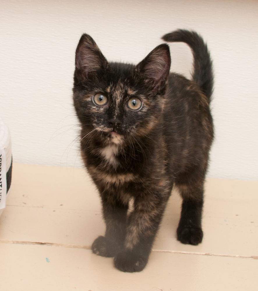 Mustang Sally (gets adopted with Cici), an adopted Tortoiseshell in Westminster, CO image 2/5