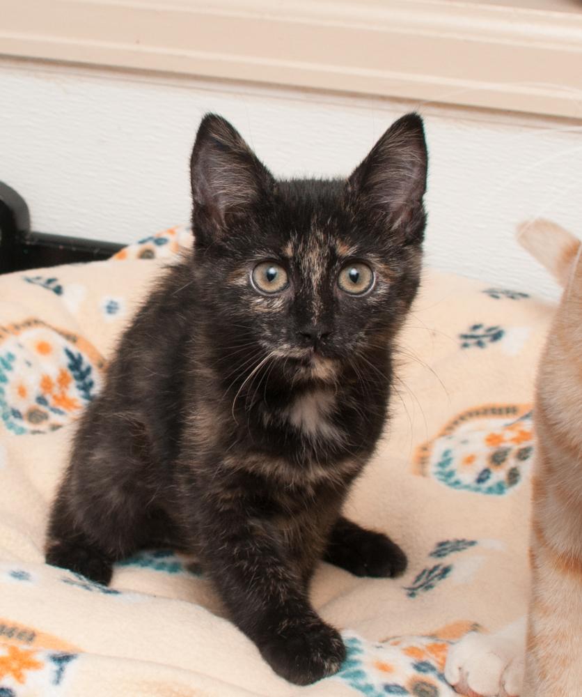Mustang Sally (gets adopted with Cici), an adopted Tortoiseshell in Westminster, CO image 3/5