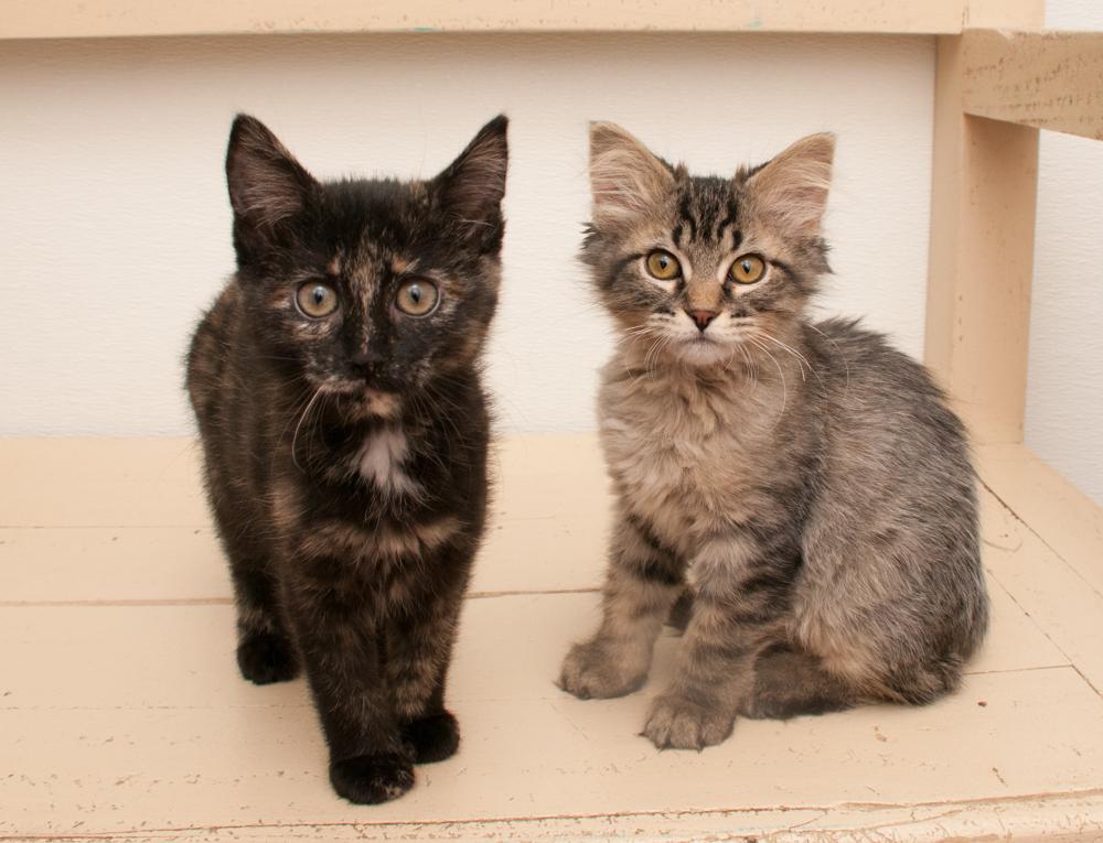 Mustang Sally (gets adopted with Cici), an adopted Tortoiseshell in Westminster, CO image 5/5