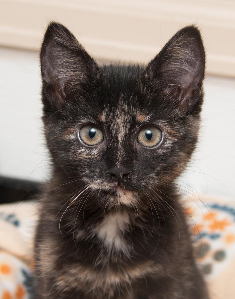 Mustang Sally (gets adopted with Cici), adopted, Kitten Female Tortoiseshell.