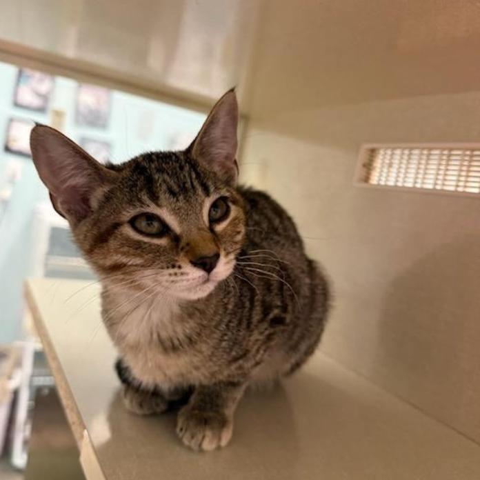 Enlarge Bell, a Adoptable Domestic Short Hair in Show Low, AZ image 5/5