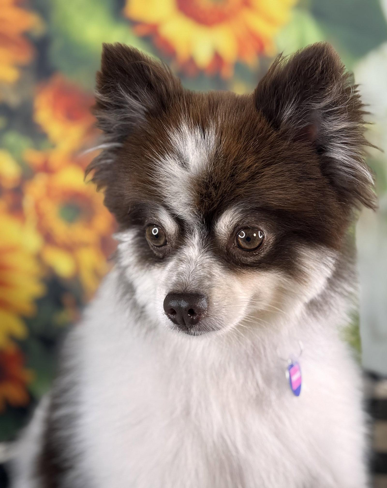Prince, Adoptable, Adult Male Pomeranian.