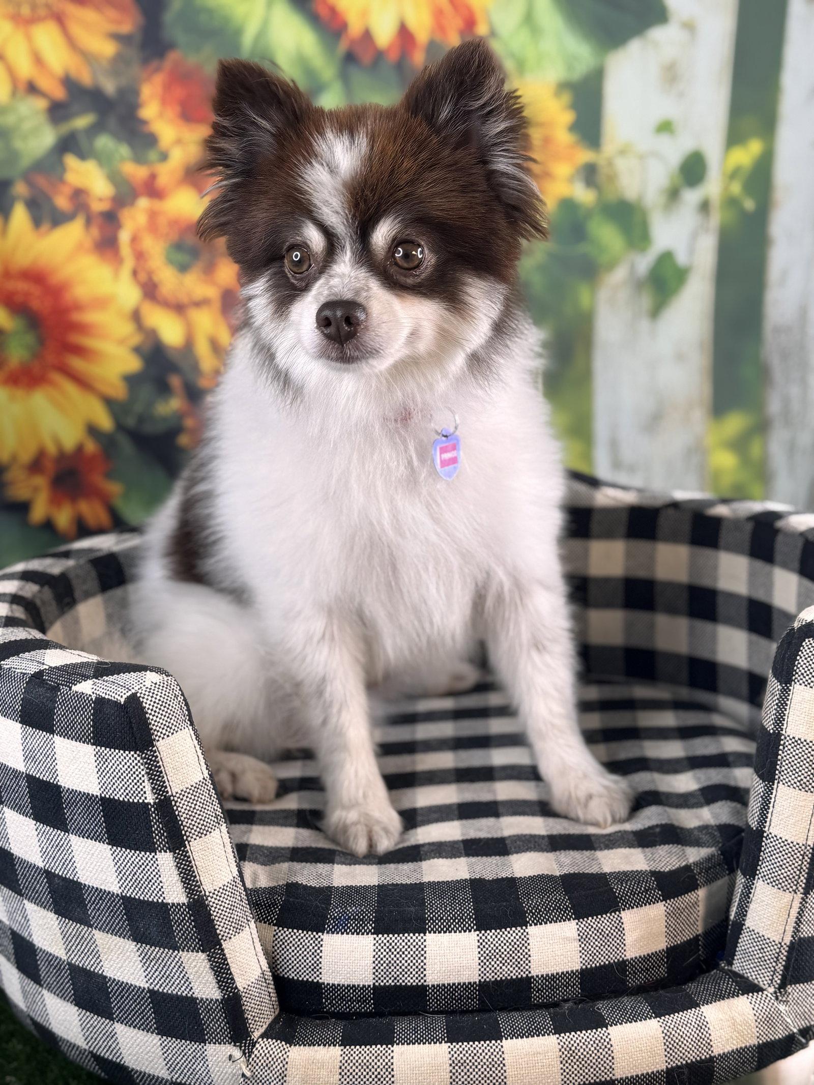 Enlarge Prince, a Adoptable Pomeranian in Garland, TX image 2/3