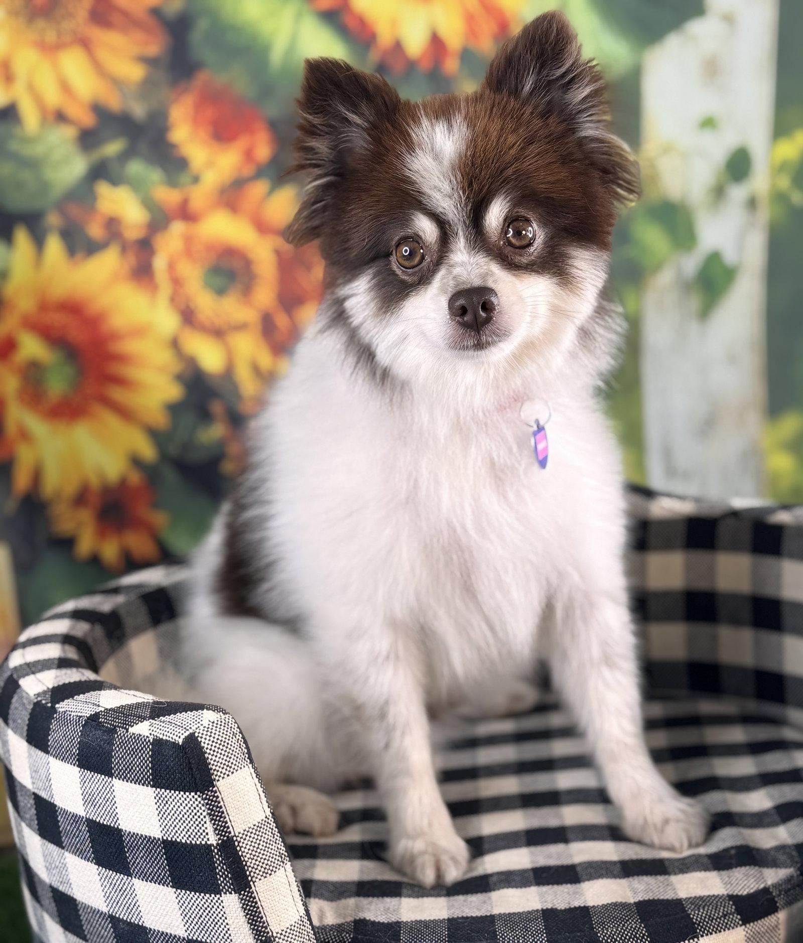 Enlarge Prince, a Adoptable Pomeranian in Garland, TX image 3/3