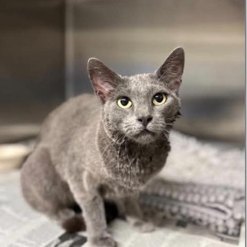 Emma, Adoptable, Adult Female Russian Blue.