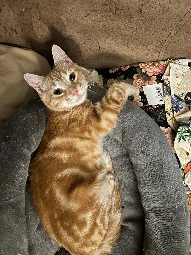 Enlarge Cheerio, an adopted Tabby in Columbia, SC image 1/3