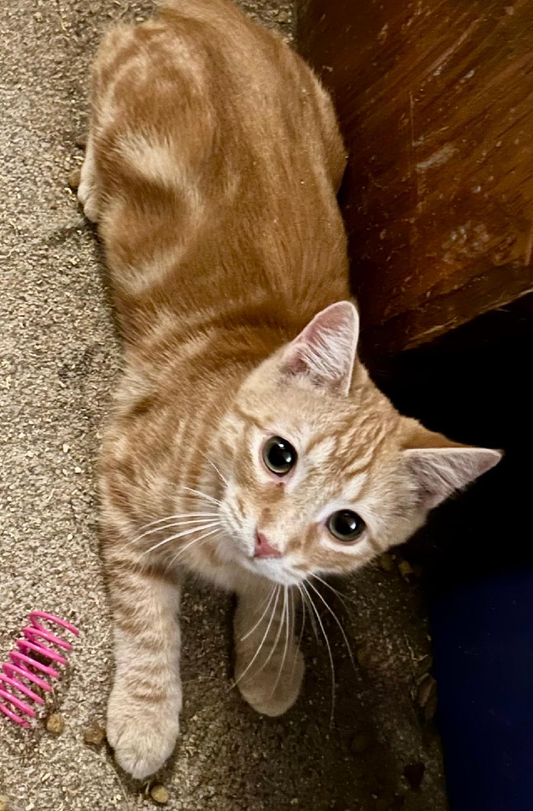 Enlarge Cheerio, an adopted Tabby in Columbia, SC image 2/3