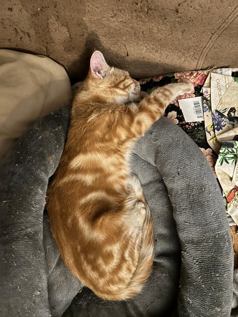 Enlarge Cheerio, an adopted Tabby in Columbia, SC image 3/3