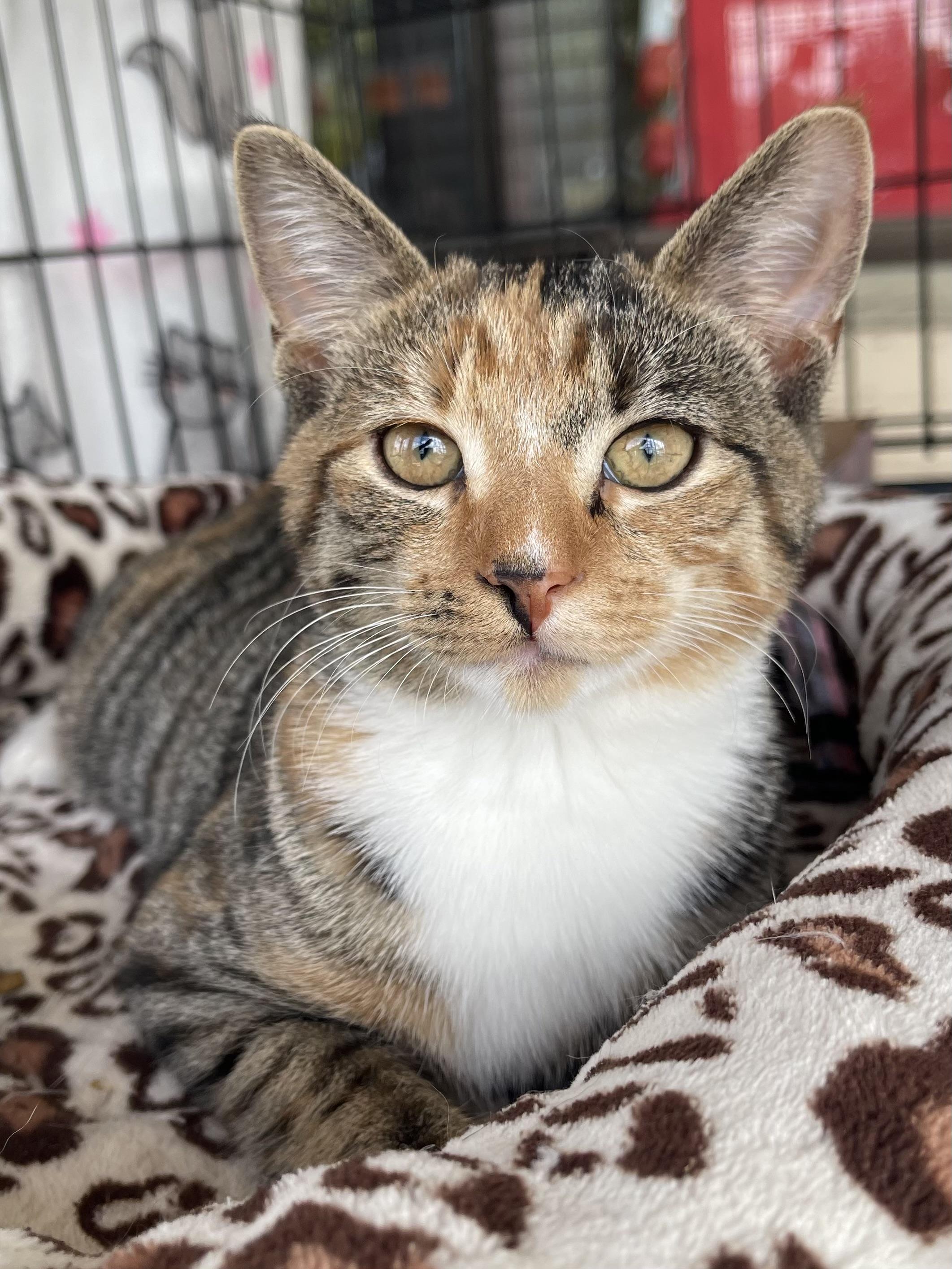 Abby, a Adoptable mixed breed in Warren, NJ image 2/2