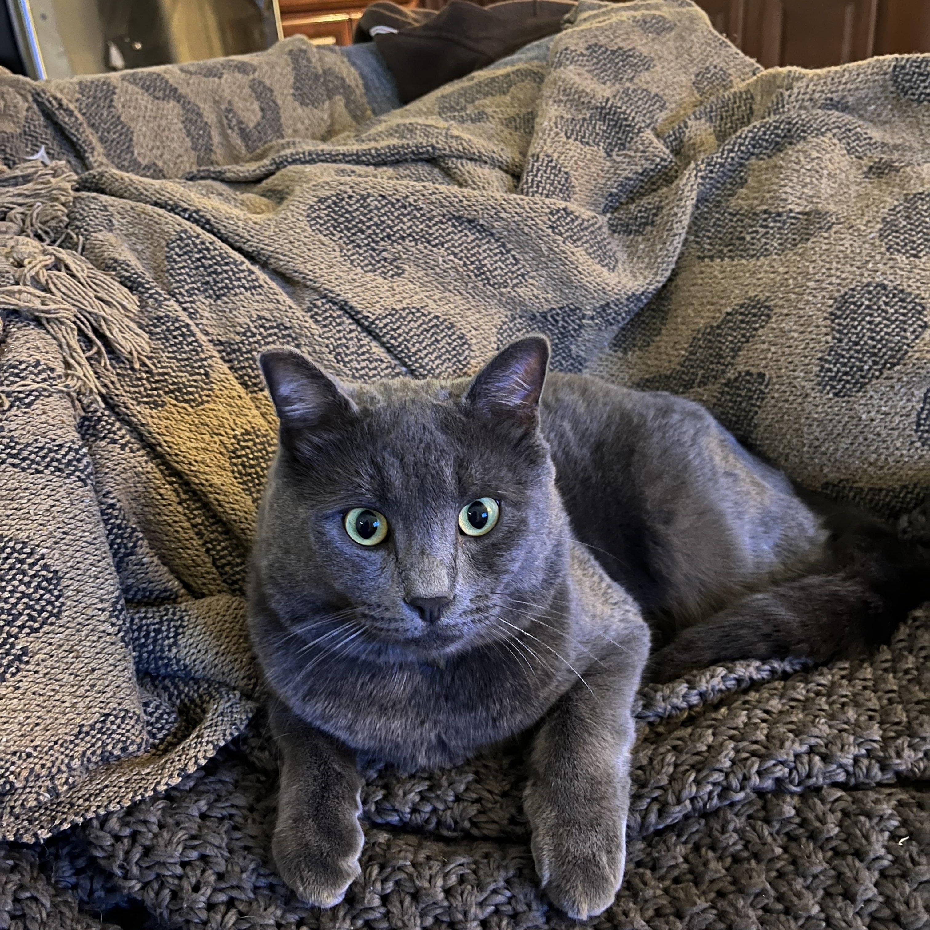 Lampshade Soprano, an adoptable Russian Blue in Las Vegas, NV image 1/2
