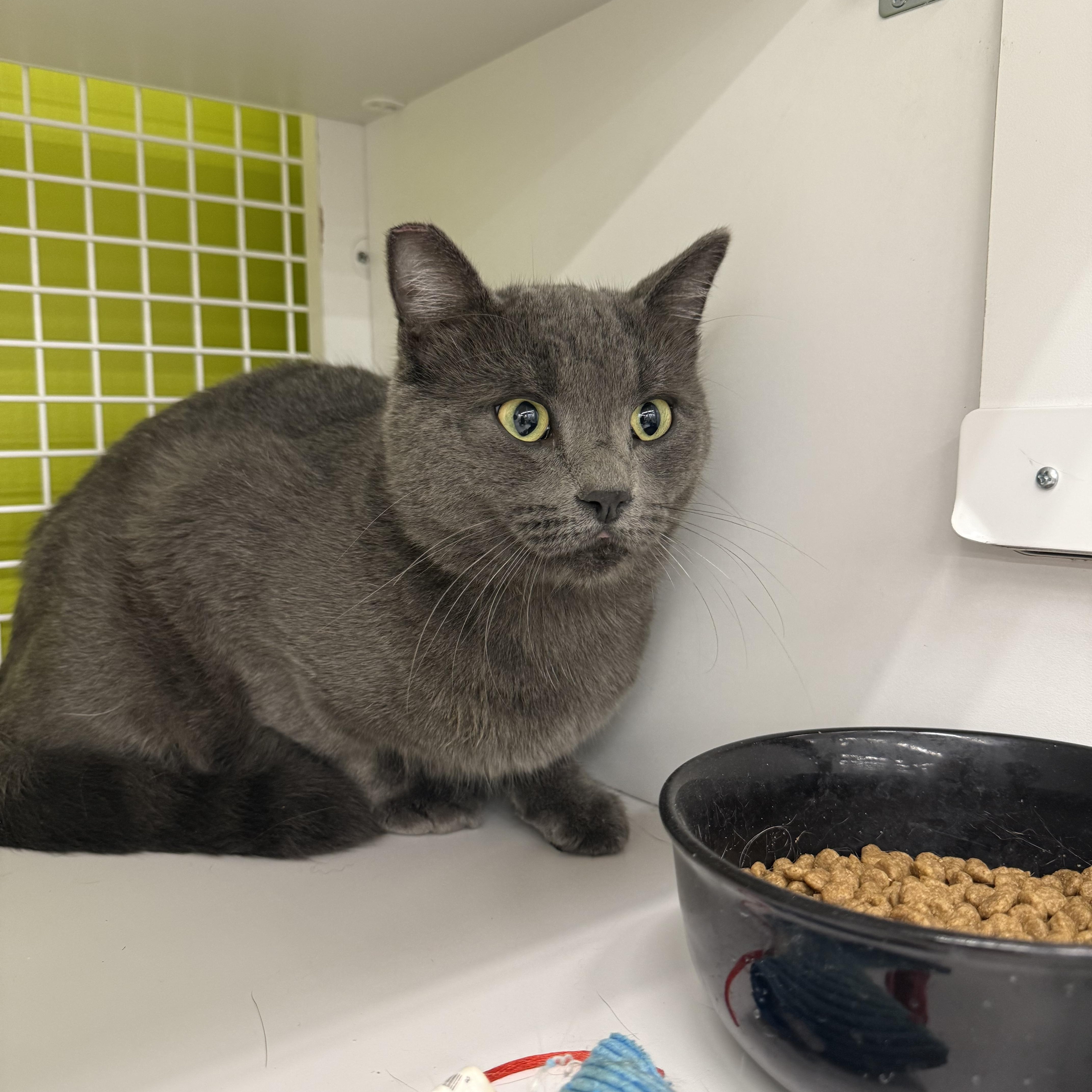 Lampshade Soprano, adoptable, Adult Male Russian Blue.