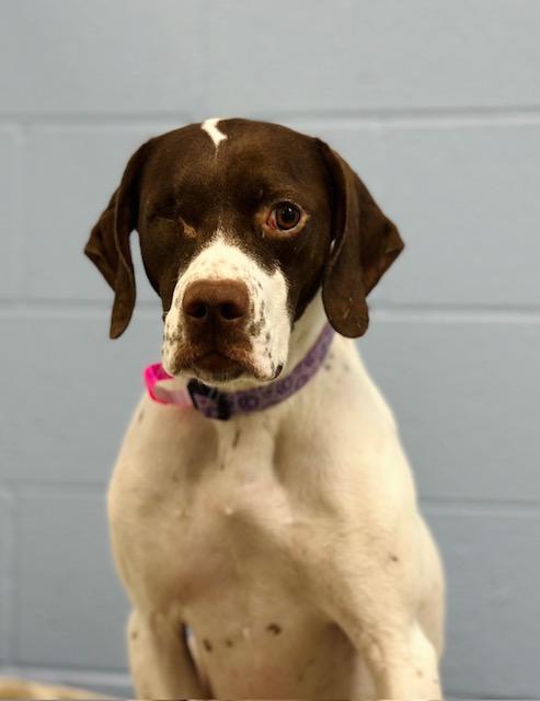 Enlarge LUCY, a Adoptable mixed breed in Loveland, CO image 1/1