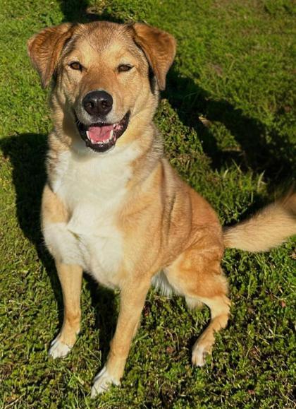 Enlarge Cookie, a Adoptable mixed breed in Visalia, CA image 1/3