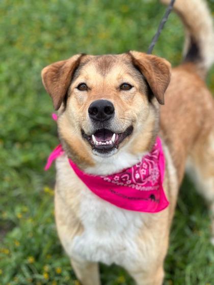 Enlarge Cookie, a Adoptable mixed breed in Visalia, CA image 2/3