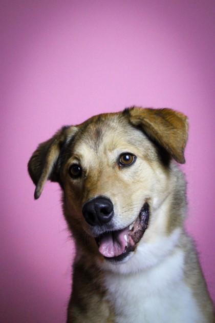 Enlarge Cookie, a Adoptable mixed breed in Visalia, CA image 3/3