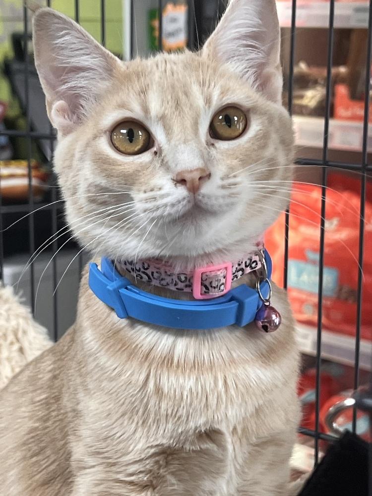 Pomelo ( Citrus Crew), a Adoptable Domestic Short Hair in Blanchard, OK image 4/6