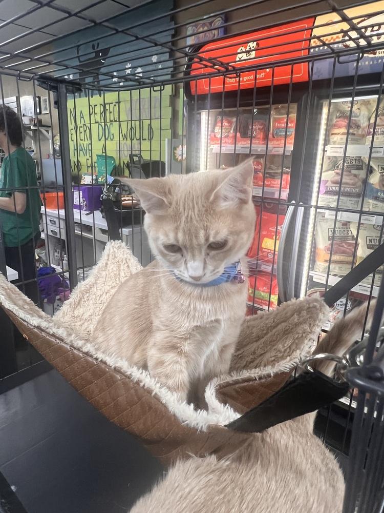 Pomelo ( Citrus Crew), a Adoptable Domestic Short Hair in Blanchard, OK image 5/6