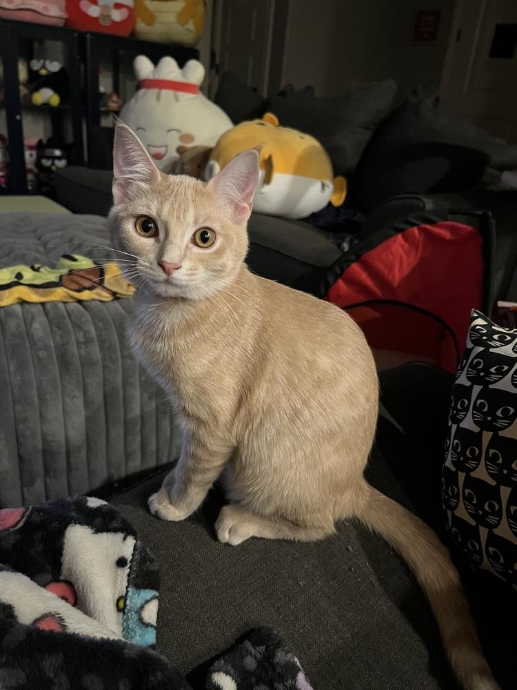 Pomelo ( Citrus Crew), a Adoptable Domestic Short Hair in Blanchard, OK image 6/6