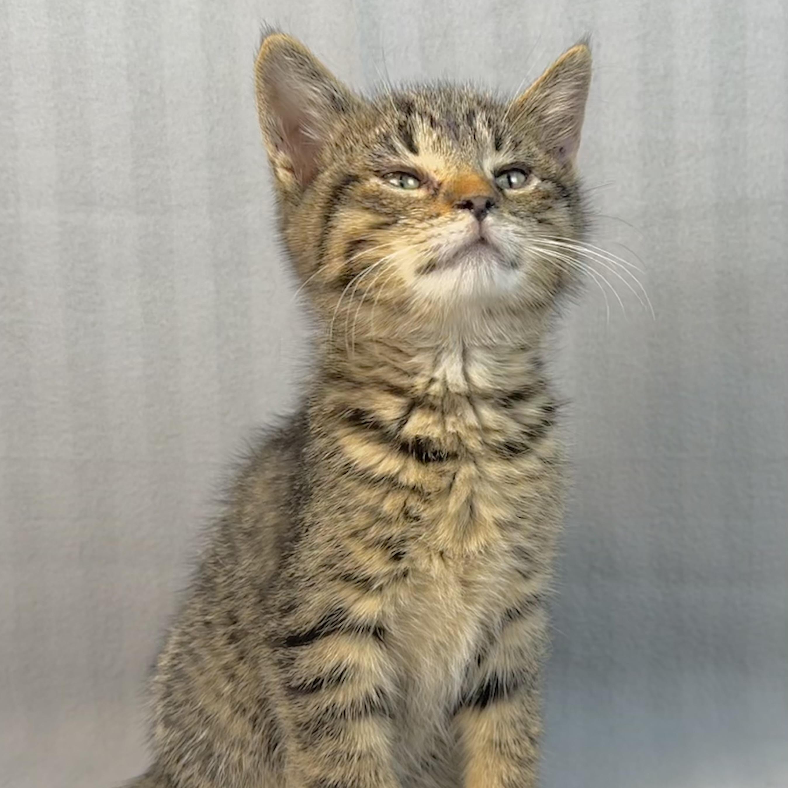 Enlarge Odie, an adoption pending Tabby in Minneapolis, MN image 2/2